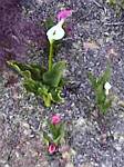 Zantedeschia aethiopica