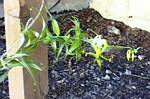 Gloriosa Rothschildiana