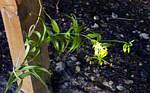 Gloriosa Rothschildiana