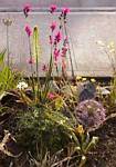 Eremurus