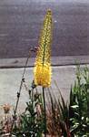 Eremurus