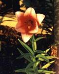 Trumpet Lily