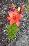 Fiery Sunset Lily