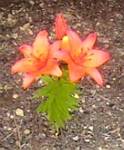 Lily