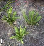 Bicolorf Eucomis Lily