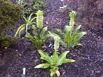 Bicolorf Eucomis Lily