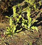 Bicolorf Eucomis Lily