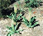 Bicolorf Eucomis Lily