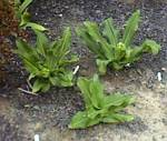 Bicolorf Eucomis Lily