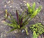 Purple Eucomis Lily