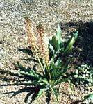 Purple Eucomis Lily