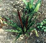 Purple Eucomis Lily