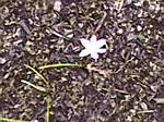 Zephyranthes grandiflora