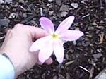 Zephyranthes grandiflora