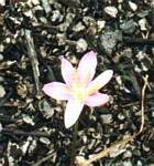 Zephyranthes grandiflora