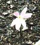 Zephyranthes grandiflora