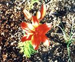 Fiery Sunset Lily