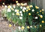 Narcissus