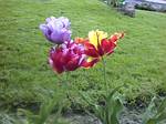 Parrot Tulips