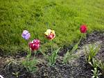 Parrot Tulips