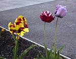 Parrot Tulips