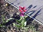 Parrot Tulips