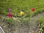 Parrot Tulips