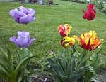 Parrot Tulips