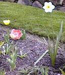 Parrot Tulips