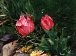 Parrot Tulips