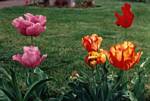 Parrot Tulips