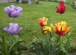 Parrot Tulips