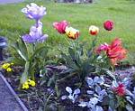 Parrot Tulips