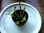 Venus Fly Trap