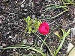 Ranunculus asiaticus