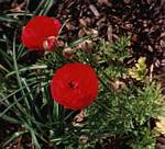 Ranunculus asiaticus