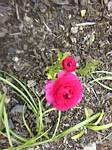 Ranunculus asiaticus