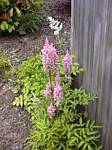 Astilbe