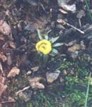 Winter Aconite