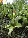 Dog Tooth Violet