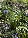 Dog Tooth Violet