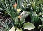 Dog Tooth Violet