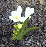 Freesia