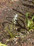 White Muscari