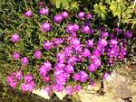 Purple Ice Plant