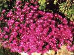 Purple Ice Plant