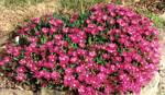 Purple Ice Plant