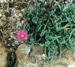 Purple Ice Plant