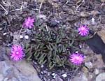 Purple Ice Plant