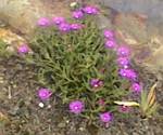 Purple Ice Plant